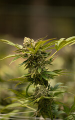 Cannabis medicinal THC CBD Marihunana Marijuana
