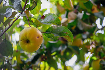 juicy, ripe apples, illuminated by the rays of the sun on the branch of an apple tree.autumn fruit harvest	
