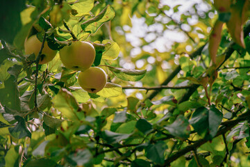 juicy, ripe apples, illuminated by the rays of the sun on the branch of an apple tree.autumn fruit harvest	
