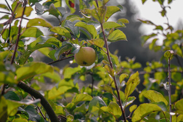 juicy, ripe apples, illuminated by the rays of the sun on the branch of an apple tree.autumn fruit...