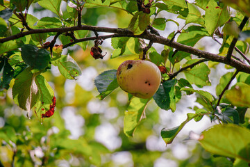 juicy, ripe apples, illuminated by the rays of the sun on the branch of an apple tree.autumn fruit...