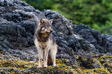 Sea wolf in the remote wilderness of Vancouver Island, Canada.