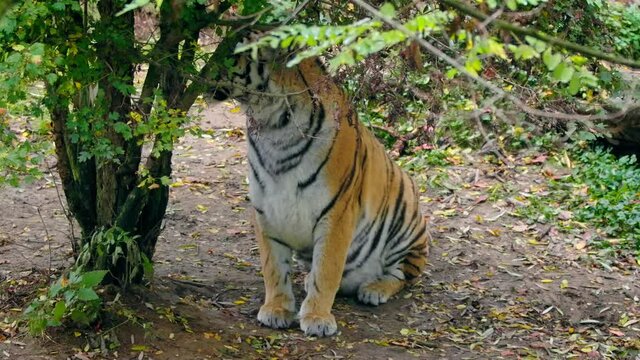 Siberian tiger (Panthera tigris altaica) yawning, sleepy big cat in forest