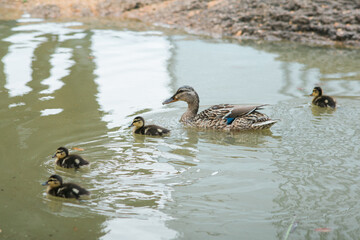 Photo of ducks in a pond