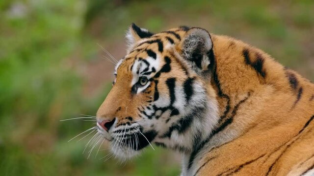 Siberian tiger (Panthera tigris altaica) fight, big cat cubs playing