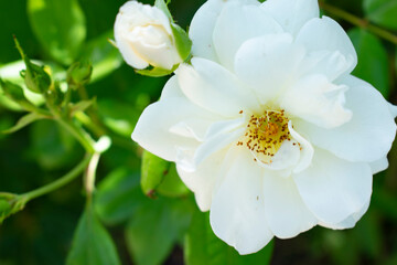 Fototapeta premium tree blossom