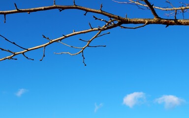 Fototapeta na wymiar 春を待つ桜の木　風景