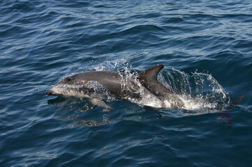 Delfin, Chubut Patagonia Argentina © guillermolentini