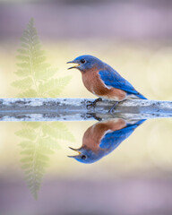 Male Eastern Bluebird and Its Reflection in Water