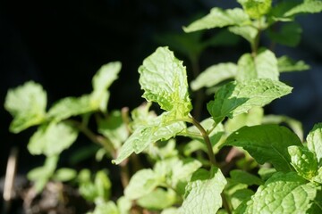green mint leaf in nature garden