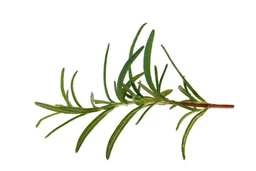 Rosemary isolated on a white background