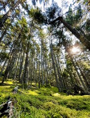 Grüner Mischwald mit großartigem Moosteppich an einem schönen sonnigen Sommertag.