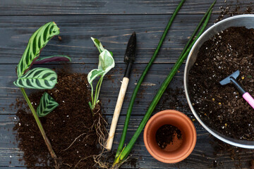Seedlings in a pot. Different green plants in pots, shovels on the wooden table. Indoor garden, home gardening. Home interior with flowers, close up	