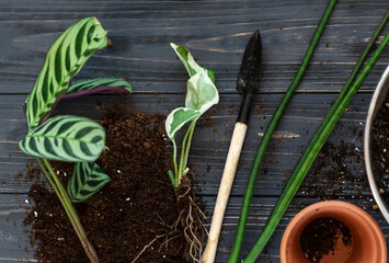 Seedlings in a pot. Different green plants in pots, shovels on the wooden table. Indoor garden,...