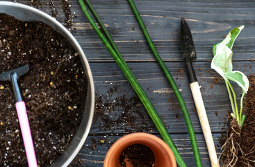Seedlings in a pot. Different green plants in pots, shovels on the wooden table. Indoor garden, home gardening. Home interior with flowers, close up	