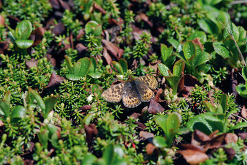 Obraz premium アサヒヒョウモン（北海道・大雪山） 