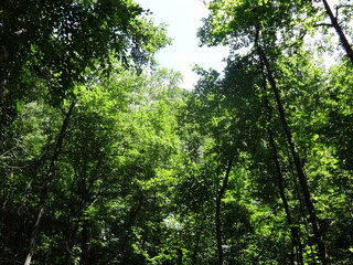 sun rays through the forest