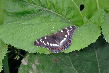 オオイチモンジの雌（北海道・津別町）
