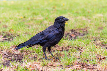 A single Australian Raven is standing on the ground of an inner-city park in Melbourne, Australia