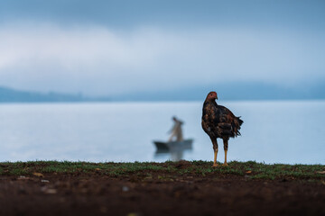 Gallina y pescador