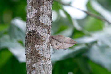 コノハチョウ（沖縄県・石垣島）
