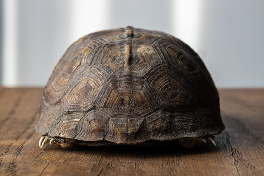 Macro Close Up of Box Turtle Skeleton in Shell with White Background on Wood Texture 