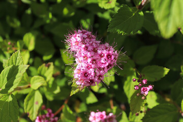 Delicate pink flowers blooming on a Little Princess Spirea
