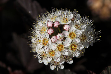 Macro of a pinks and white cluster of Spiera flowers