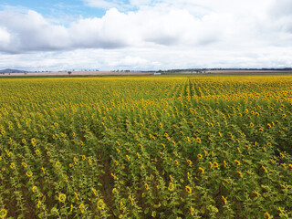 Stunning field of yellow sunflowers in a country rural setting in Southern Downs, Queensland, Australia