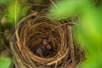 baby bird resting in a nest on a tree branch