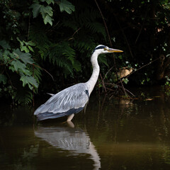 great blue heron