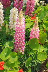 colorful flower garden