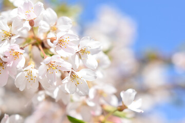 Fototapeta na wymiar Soft Pink Cherry Blossom, Blue Sky Background