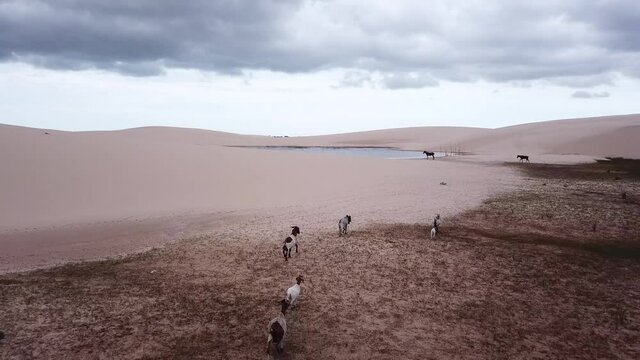 Goats cruising the dunes of Lençois Maranhenses National Park in Brazil. Aerial view of this beautiful natural scene.