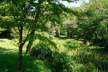a bench in the sunny forest