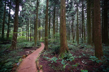 Fototapeta premium a fascinating cedar forest with pathway