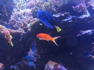 Naklejka na ściany i meble Fish Inside of Aquarium