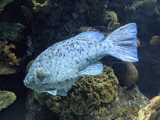 Blue Fish Inside of Aquarium