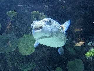 Puffer Fish Underwater