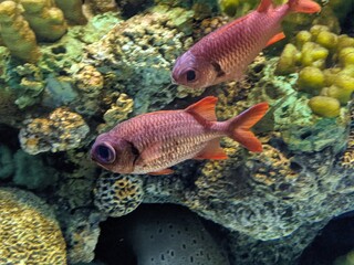 Obraz na płótnie Canvas Colorful Red Mini Fish