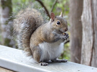 squirrel in the park