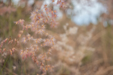 Macro photo of red dandelion on the mountain when spring time.  the photo perfect for holidays background, nature pamphlet and advertising brochure. 
