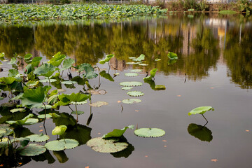 water lily in the pond