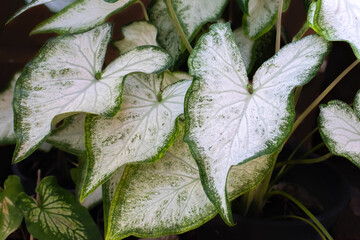 caladium, colocasia esculenta, bon tree,  has beautiful leaves with white spots on the leaves and green rim very popular