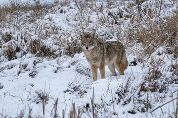 Fototapeta na wymiar close up of a coyote standing on heavy snow on the open field 