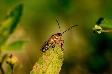 Hypselonotus Interruptus Bug