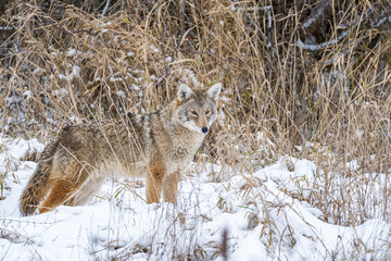 close up portrait of a beautiful coyote stand on heavy snow covered over field on an overcast day