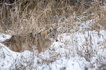 close up portrait of a beautiful coyote stand on heavy snow covered over field on an overcast day