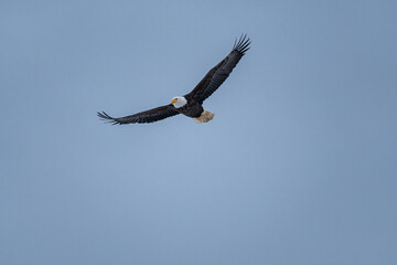 close up of a beautiful bald eagle fly under the overcast blue sky with wings wide open
