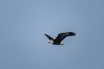 close up of a beautiful bald eagle fly under the overcast blue sky with wings wide open